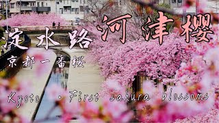 【日本・春】淀水路 河津桜  桜満開　  |    Kyoto・First cherry blossoms  |  京都一番桜 | 京都最早盛开的樱花#早樱#京都#日本#淀水路#sakura#河津樱