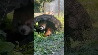 レッサーパンダがかくれんぼしているよ　【茶臼山動物園】