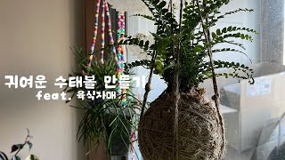 절망과 기쁨의 더피 고사리 수태볼 만들기(feat. 육식자매)