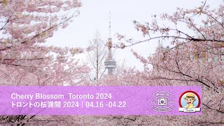 Cherry Blossom  Toronto 2024 |トロントの桜満開 2024 | 04.16 -04.22