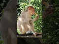 Let the poor one-eyed monkey eat the fruit. macaca. macaque. monkey. bandar. kurangan. macaco. kothi