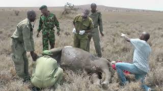 Treatment of a White Rhino in Lewa Wildlife Conservancy, Kenya: A Case Report