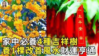 家養4種樹，後代輩輩富，養1棵財運亨通，寓意兒孫有富路！|花花世界