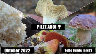 Tolle Funde in Niedersachsen - Pilze 2022