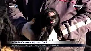 Oğlağı görenler şaşkına döndü