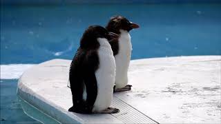 京急油壷マリンパークの生き物たち 2019年3月1日 Keikyu Aburatsubo Marine Park