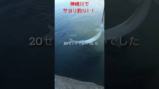 神崎川にサヨリが表層を泳いでいたので、エサ釣りで狙ってみたら釣れました！！#shorts #fishing#サヨリ釣り  #神崎川 #エサ釣り