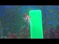 tips on angelfish spawning behavior