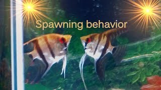 Tips on Angelfish spawning behavior