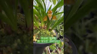 자연 개화한 난초가 이 정도 색깔이면 대박이쥬? #한국춘란 #주금화 #버섯산행