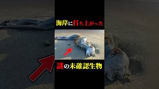 海岸に打ち上がった謎の未確認生物 #都市伝説 #怖い話 #雑学 #shorts #uma #未確認生物