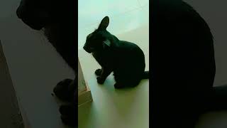 ആരാ ആരാത്🤣🐱#funny #catvideos #comedy #shorts#shortvideo😂