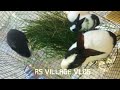 best rabbit muyal valarpu in tamil muyal valarpu murai tamil rabbit farming rs village vlog