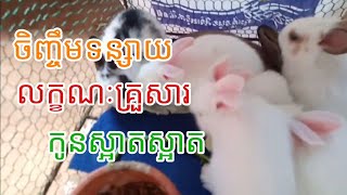 ការចិញ្ចឹមទន្សាយជាលក្ខណៈគ្រួសារ, កូនពូជទន្សាយស្អាតៗ#VichetKh