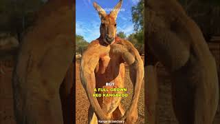 Kangaroo | The Buff Marsupial