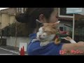 『ねこタクシー』メイキング　御子神さん日和 12