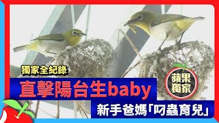 獨家全紀錄｜直擊陽台生baby　新手爸媽「叼蟲育兒」 | 台灣新聞 Taiwan 蘋果新聞網