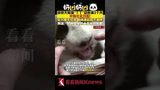 奶凶奶凶！旅俄大熊猫“丁丁”幼崽长乳牙啦 【看看新闻Knews】shorts