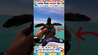 লোকটি কিভাবে কচ্ছপটিকে help করছে দেখুন 🥰  kazi show । #animals #ytshorts