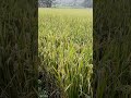 സ്വർഗ്ഗങ്ങൾ സ്വപ്നം കാണും മണ്ണിൻ മടിയിൽ... nature naturebeauty farming