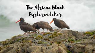 The African Black Oystercatcher- an intriguing bird! #oystercatcher #africanbirds