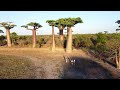 avenue of baobabs madagascar drone video