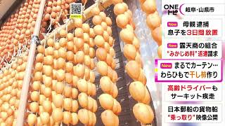 光浴びたカーテンのように輝く…「連柿」と呼ばれる特産の干し柿づくりが最盛期 岐阜県山県市の伊自良地区