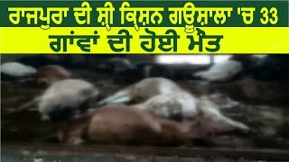 Breaking: Rajpura की Shri Krishan गौशाला में 33 Cows की हुई मौत