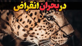 هشدار! ۱۰ حیوانی که در آینده نزدیک منقرض می شوند | گونه‌های نادر حیوانات در خطر انقراض!