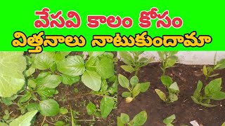 వేసవి సీజన్ కోసం విత్తనాలు నాటుకుందామా 🌱🌱🌱 summer season preparation