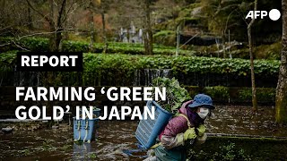 Japan's wasabi producers farm 'green gold' | AFP