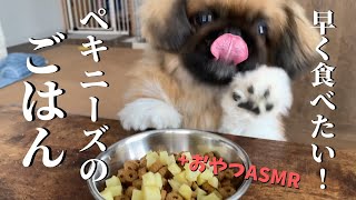 早く食べたいペキニーズがかわいすぎる／#28 今日のごはん／子犬みたい／おやつでASMRもするよー／犬と暮らす【ペキニーズのちょび】