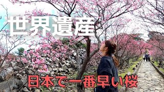 【沖縄観光】２０２１年絶景！世界遺産で見る日本一早い桜🌸