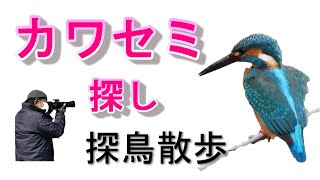 カワセミ探しの探鳥散歩「カワセミの鳴き声入り」