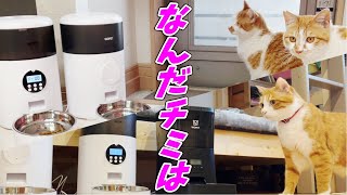 三兄弟猫と三毛猫家族が初めて自動給餌器を体験しました…♡[猫と人間の家族]