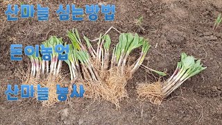 산마늘모종 심는방법   돈이되는 농산물  7년생 산마늘기르기