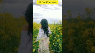 Mustard Farming අබ වගාව 😯 #satisfying #shorts #viral