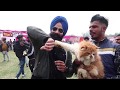Was Almost Killed By A Giant Dog Tibetan Mastiff At Patiala Dog Show 2019