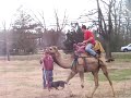 boris the camel under saddle lunging