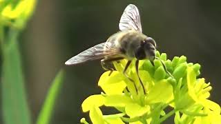 30秒の心象風景19073・ナノハナに～ナミハナアブ～