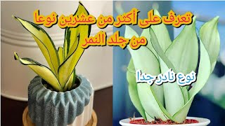 أكثر من عشرين نوعا من جلد النمر ( لسان الحماة) تستحق المشاهدة   #sansevieria