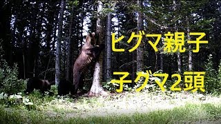 ヒグマ親子　カメラをいたずら　アリの巣掘り　木登り子グマ