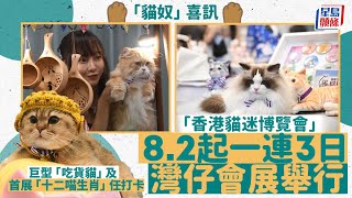 香港貓迷博覽會8.2會展開鑼 調查揭港人月花近2000元養貓按年升26%｜星島頭條新聞｜貓咪｜貓迷｜博覽會｜會展｜貓奴