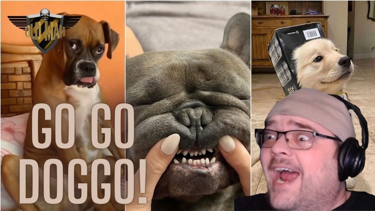 13 Minutes Of Funny Dogs Reaction Youtube