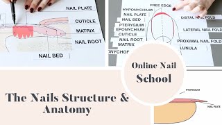 The Nail Structure \u0026 Anatomy