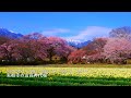 Yamataka Jindai Zakura, the oldest cherry tree in Japan, is in full bloom.