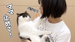 息子猫の猫パンチがママのアゴに当たった結果…!?