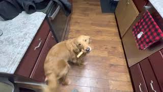 Golden retriever excited