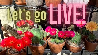 Let’s go Live! Spring Cactus Blooms for Today, May 27 | Cactus Flowers | Succulents