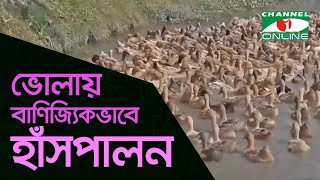 ভোলায় বাণিজ্যিকভাবে হাঁসপালন